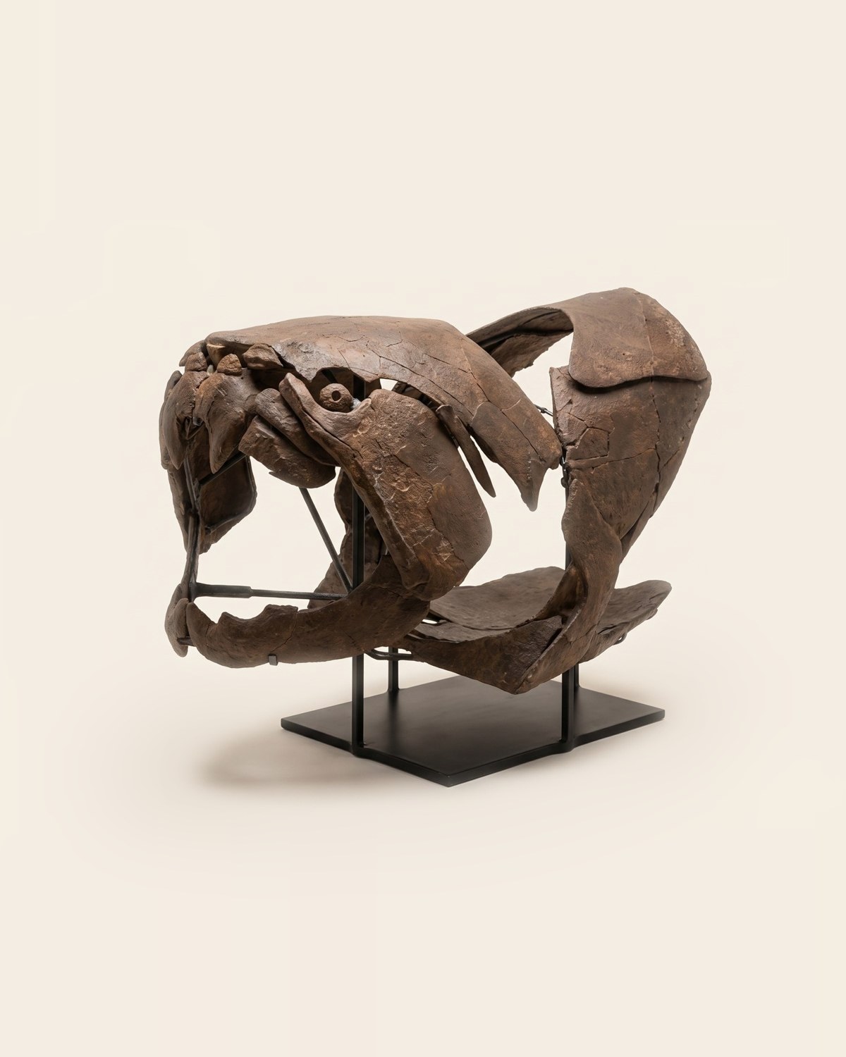 Череп Dunkleosteus