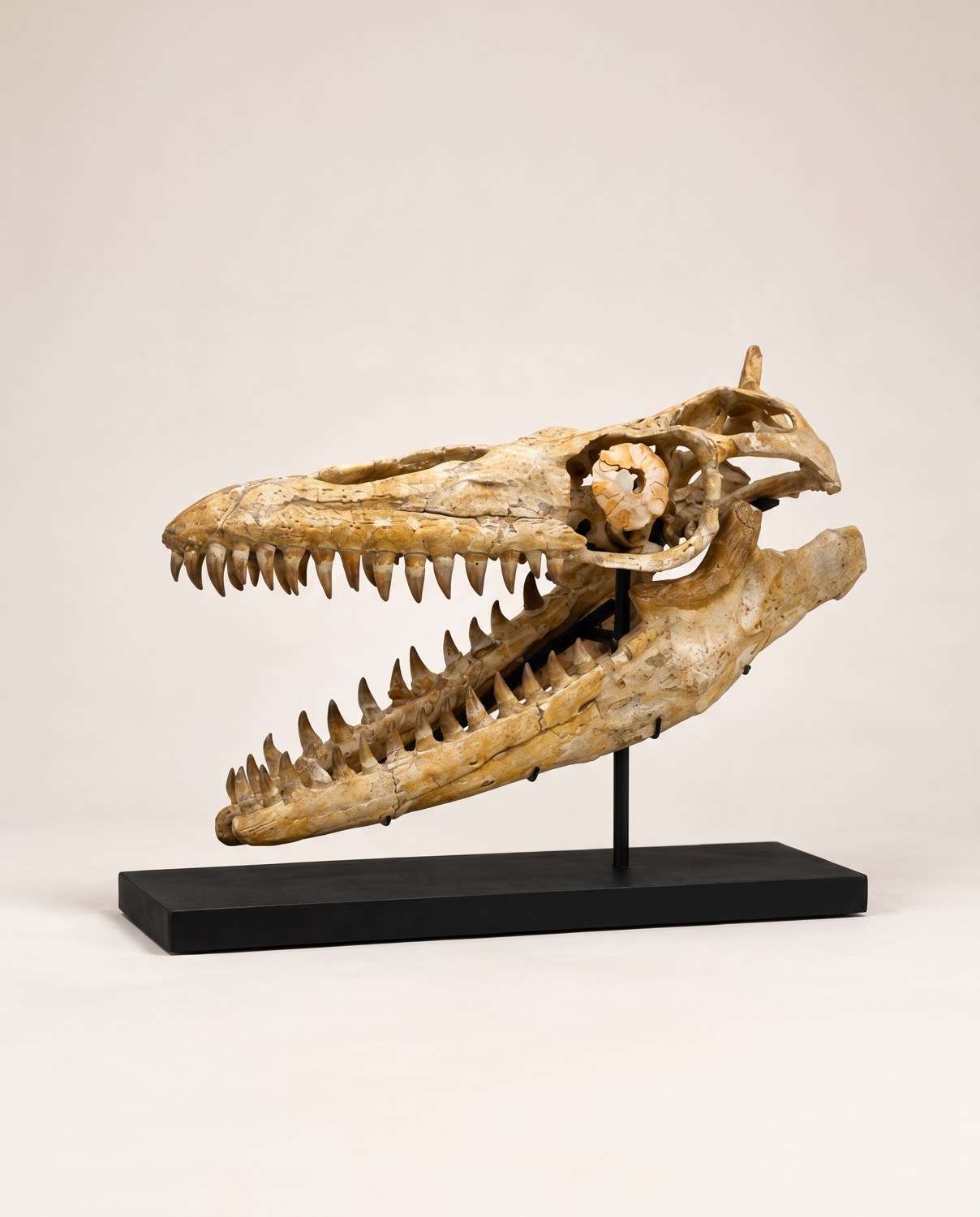 Череп Halisaurus